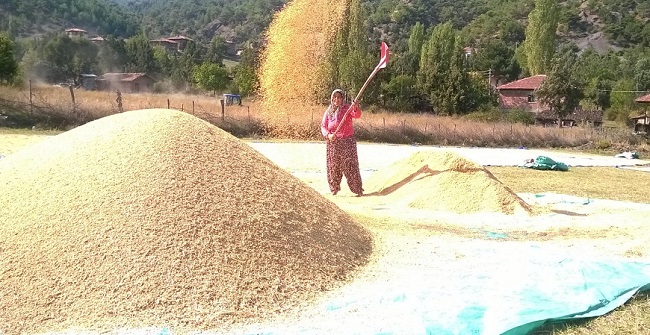 ÇORUM’DA, OSMANCIK İLÇESİNİN ÖNEMLİ ÜRÜNLERİNDEN BİRİ OLAN ÇELTİKTE HASAT ÇALIŞMALARI SÜRERKEN YAĞAN SAĞANAK YAĞIŞ ÜRETİCİLERİ MAĞDUR ETTİ (HÜSEYİN ÇETİNKAYA/ÇORUM-İHA)