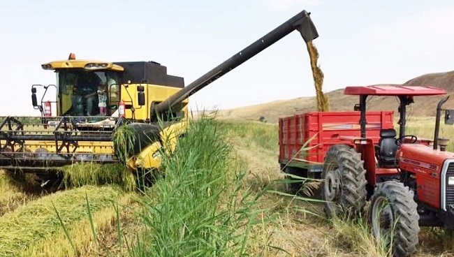 BİÇERDÖVERLER TARLAYA GİRDİ (SERKAN ŞANSEVER/ÇORUM-İHA)