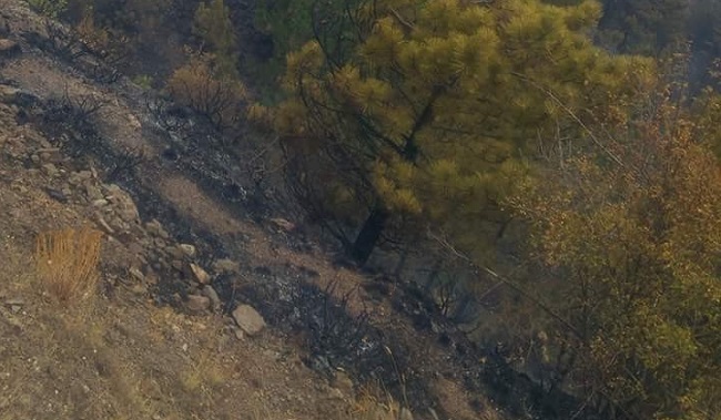 ÇORUM’UN BAYAT VE İSKİLİP İLÇELERİNDE ÇIKAN YANGINLARDA 60 DÖNÜM ORMANLIK ALAN YANDI. (MUHAMMED MUTTALİP YALÇIN/ÇORUM-İHA)