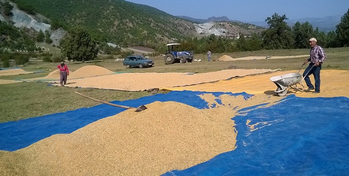 KAYA’DAN ÇELTİK ÜRETİCİLERİNE İYİ HABER