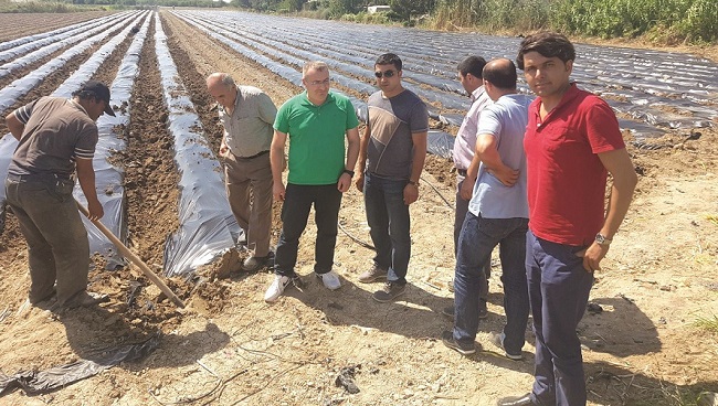 SUNGURLU ÇİLEĞİ GELİŞTİRİLECEK