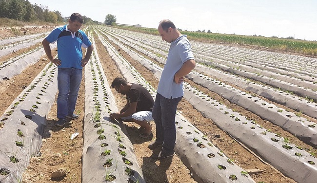 ÇİLEK ÜRETİMİ GELİŞTİRİLECEK (İHA/ÇORUM-İHA)