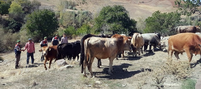 HAYVANLARINA JANDARMA KAVUŞTURDU