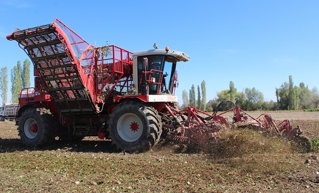 ÇORUM’DA PANCAR TELAŞI BAŞLADI