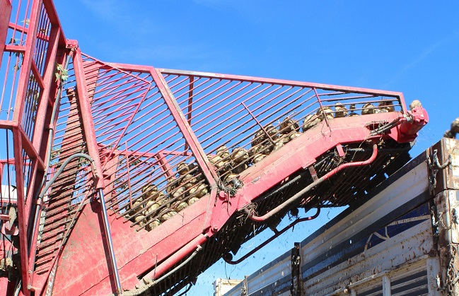 TÜRKİYE’NİN ŞEKER İHTİYACININ ÖNEMLİ BİR BÖLÜMÜNÜN KARŞILANDIĞI ÇORUM’DA PANCARIN TARLADAN SOFRAYA ZAHMETLİ YOLCULUĞU BAŞLADI. TARLADAN FABRİKAYA GETİRİLEN PANCARLAR, ÇEŞİTLİ İŞLEMLERDEN GEÇİRİLİP ŞEKERE DÖNÜŞTÜRÜLÜYOR. (MUHAMMED MUTTALİP YALÇIN/ÇORUM-İHA)