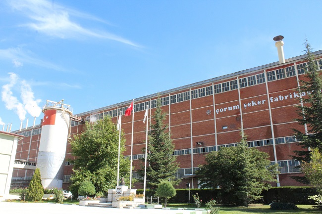 TÜRKİYE’NİN ŞEKER İHTİYACININ ÖNEMLİ BİR BÖLÜMÜNÜN KARŞILANDIĞI ÇORUM’DA PANCARIN TARLADAN SOFRAYA ZAHMETLİ YOLCULUĞU BAŞLADI. (MUHAMMED MUTTALİP YALÇIN/ÇORUM-İHA)