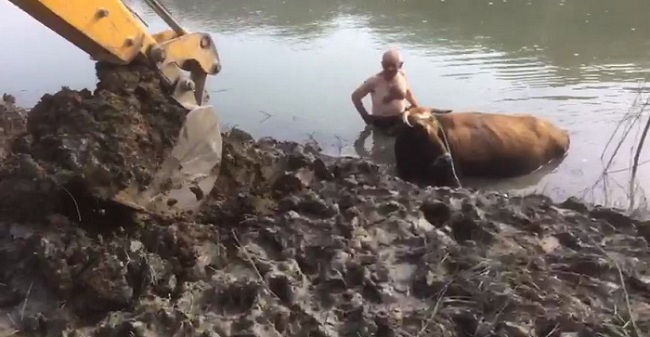 ÇORUM’UN OSMANCIK İLÇESİNDE OTLATILMAK İÇİN GÖTÜRÜLDÜĞÜ BARAJ GÖLÜ SAHASINDA BATAKLIĞA SAPLANAN GEBE İNEK, İTFAİYE EKİPLERİNİN YOĞUN ÇABASI İLE KURTARILDI. (İSMAİL KABAKDERE/ÇORUM-İHA)