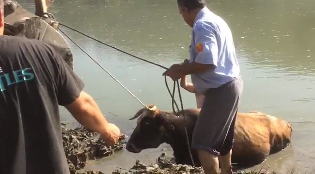 ÇORUM’UN OSMANCIK İLÇESİNDE OTLATILMAK İÇİN GÖTÜRÜLDÜĞÜ BARAJ GÖLÜ SAHASINDA BATAKLIĞA SAPLANAN GEBE İNEK, İTFAİYE EKİPLERİNİN YOĞUN ÇABASI İLE KURTARILDI. (İSMAİL KABAKDERE/ÇORUM-İHA)