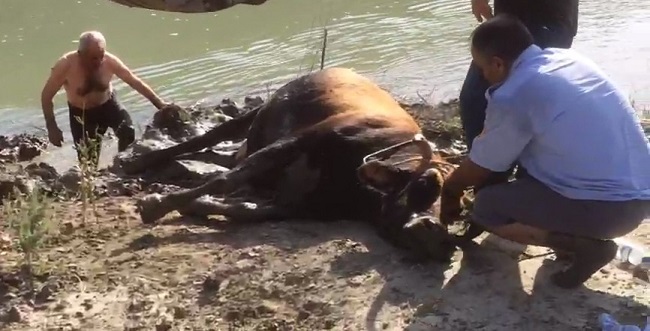 ÇORUM’DA İNEK KURTARMA OPERASYONU