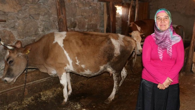 SÜT SIĞIRCILIĞINA DESTEK OLDULAR