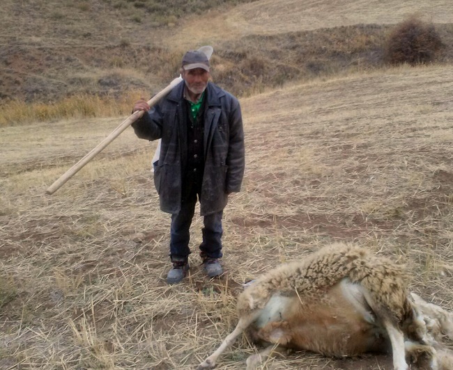 kurt saldırısı koyun sürüsü (4)
