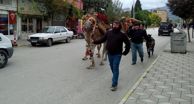 DEVELER İLGİ ODAĞI OLDU (TURAN OZAN ACAR/ÇORUM-İHA) (TURAN OZAN ACAR/ÇORUM-İHA)