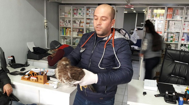 YARALI PUHU KUŞU TEDAVİ EDİLECEK