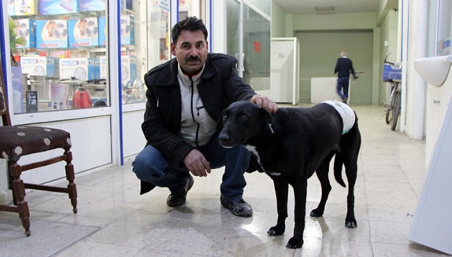 İŞ ADAMI SOKAK HAYVANLARINA SAHİP ÇIKTI