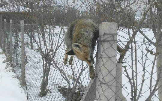 KURNAZ TİLKİ TELLERİ GEÇEMEDİ