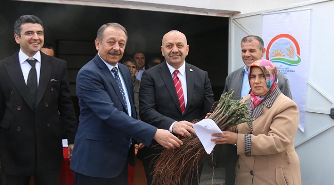 ŞAPİNUVA BAĞLARI YENİDEN CANLANACAK