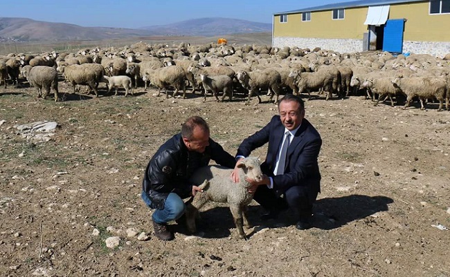 MECİTÖZÜ İLÇESİ HAYVANCILIKTA ÖNCÜ