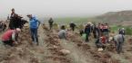 800 FİDAN TOPRAKLA BULUŞTURULDU