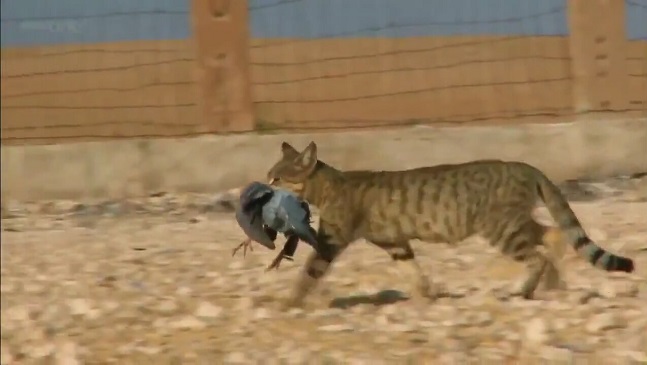 SİNİRLENEN KIZ İNTİHARA KALKIŞTI