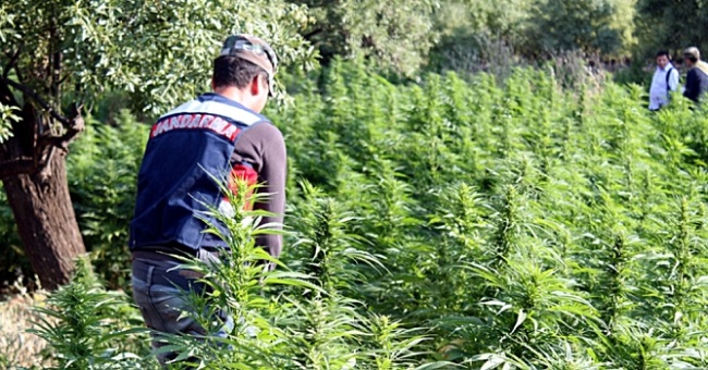 ÇORUM’DA KENEVİR OPERASYONU