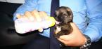 YAVRU KÖPEKLERE ZABITA ŞEFKATİ