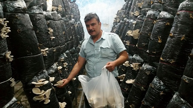 İSTİRİDYE MANTARI ÜRETİYORLAR