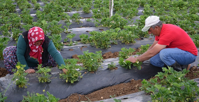 DODURGA’DA ÇİLEK HASADI BAŞLADI