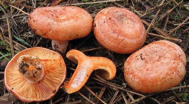 MANTAR BU SEFER FENA ZEHİRLEDİ