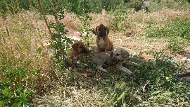 KÖPEKLERE KAYMAKAM SAHİP ÇIKTI