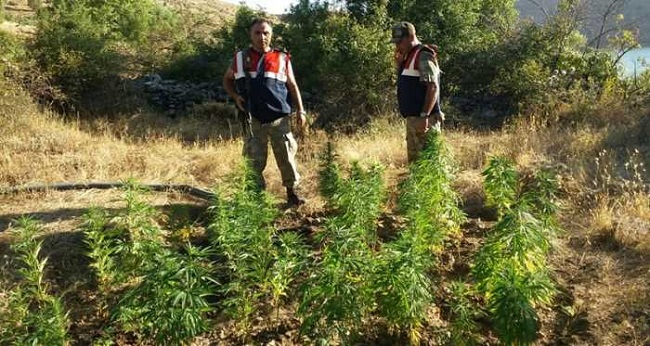 JANDARMADAN KENEVİR OPERASYONU