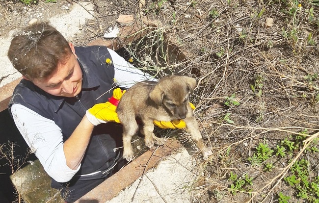 KANALA DÜŞEN KÖPEĞİ KURTARDILAR