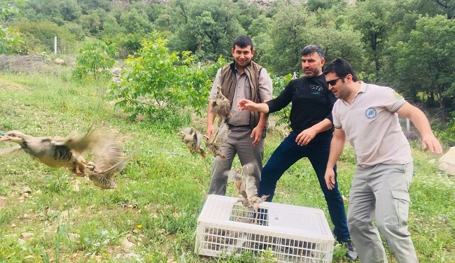 KINALI KEKLİKLER DOĞAYA BIRAKILDI