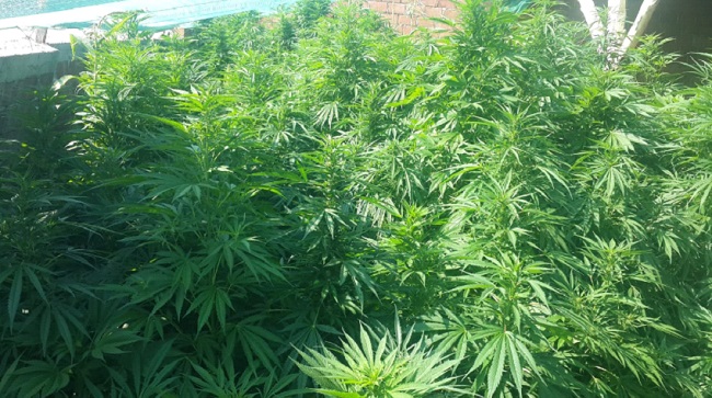 AHIRDA HİNT KENEVİRİ YAKALANDI