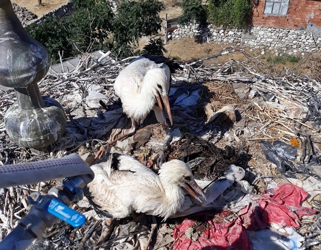 YARALI LEYLEKLERİ İTFAİYE KURTARDI