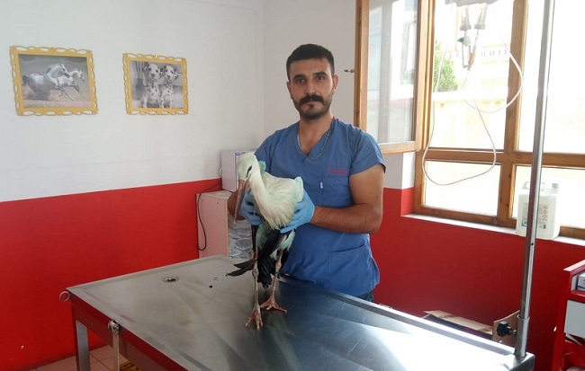LEYLEK ELEKTRİK TELLERİNE TAKILMIŞTI!