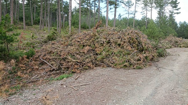 ORMAN ATIKLARINDAN ENERJİ ÜRETİLİYOR