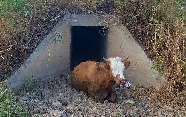 MENFEZE SIKIŞAN DANALAR KURTARILDI