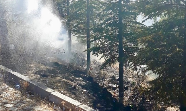 SUNGURLU’DA ÇAM AĞAÇLARI YAKILDI