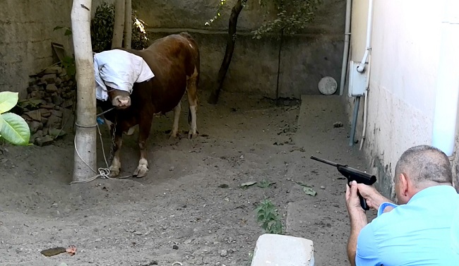 FİRARİ KURBANLIKLAR KAYIPLARA KARIŞTI
