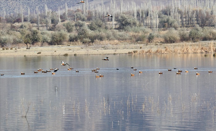 OBRUK BARAJINDA KUŞBİLİMİ ÇALIŞMASI