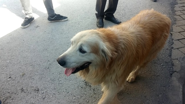 YARALI KÖPEĞE ESNAF SAHİP ÇIKTI