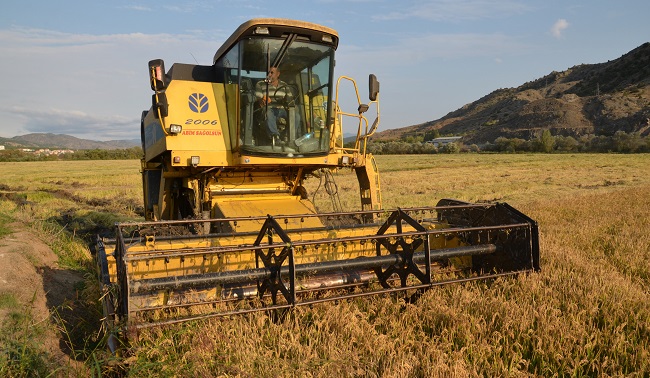 BEYAZ ALTIN HASADI BAŞLADI