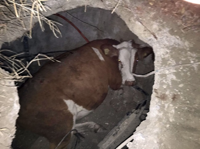 İNEK YERALTI KABLO ODASINA DÜŞTÜ
