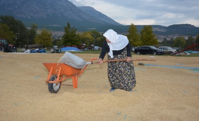 KARGI PİRİNCİ ÜRETİCİLERİ SEVİNDİRDİ