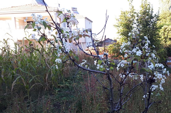 ÇORUM’DA ARMUT AĞACI ÇİÇEK AÇTI
