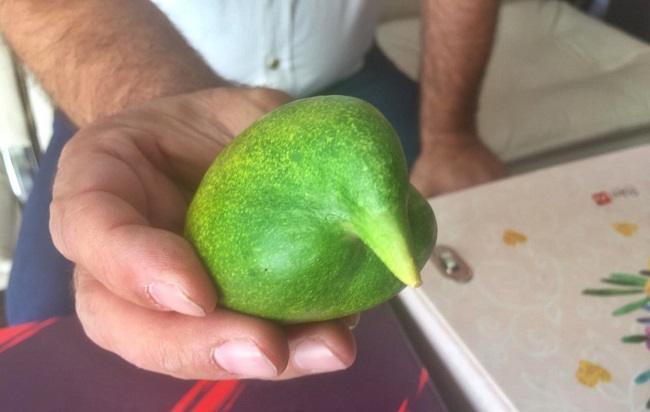 KUŞA BENZEYEN SALATALIK ŞAŞIRTTI!
