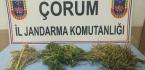 KENEVİRDEN BİR KİŞİ YAKALANDI