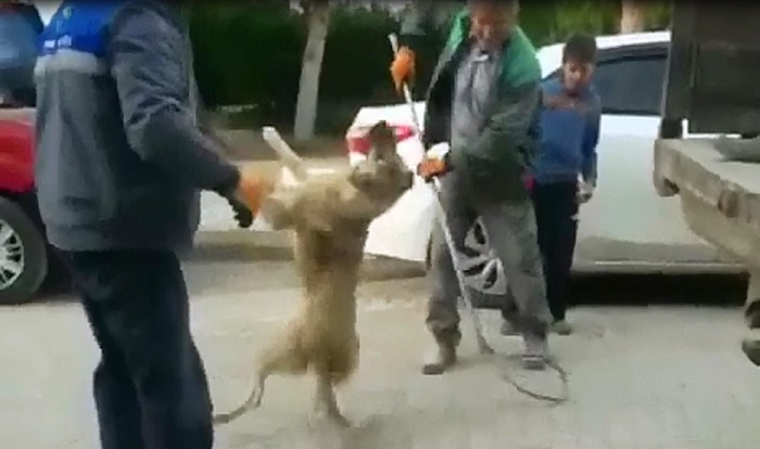 SOKAK KÖPEKLERİ BÖYLE TOPLANDI!