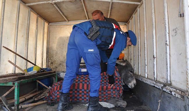 EŞEĞE İŞKENCE YAPILIYOR İDDİASI