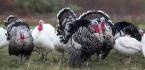 KAYIP HİNDİLERİNİN BULUNMASINI İSTEDİ